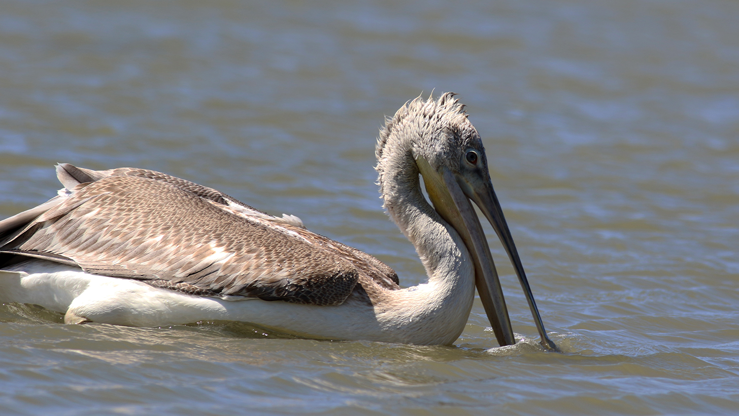 Dalmatian Pelican